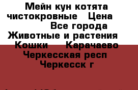 Мейн-кун котята чистокровные › Цена ­ 25 000 - Все города Животные и растения » Кошки   . Карачаево-Черкесская респ.,Черкесск г.